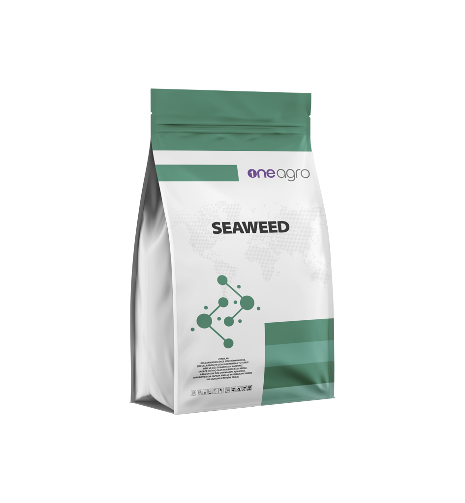 Seaweed